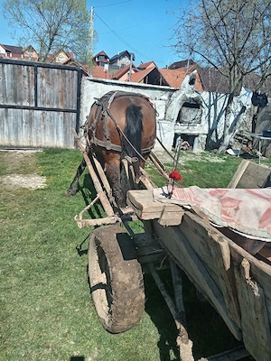 Am o iapă tânără de 5 ani pobe la. Fața locului - imagine 2