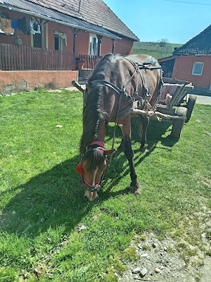 Am o iapă tânără de 5 ani pobe la. Fața locului - imagine 4