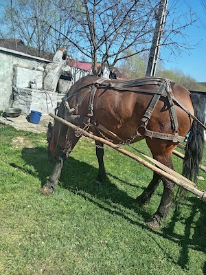 Am o iapă tânără de 5 ani pobe la. Fața locului - imagine 3