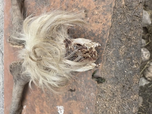 Coarne de țap domestic 