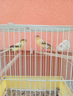 Canari de vânzare  - imagine 2