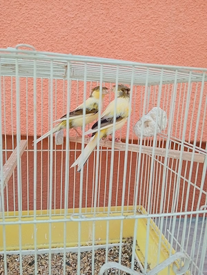 Canari de vânzare  - imagine 3