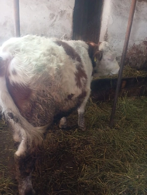 De vanzare  - imagine 2