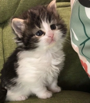 Siberiana de Pădure  - imagine 3