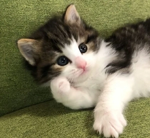 Siberiana de Pădure  - imagine 2