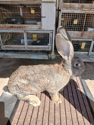 mascul uriaș german 3,5 luni vaccinat și deparazitat disponibil  - imagine 2