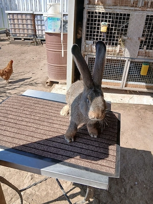 mascul uriaș german 3,5 luni vaccinat și deparazitat disponibil  - imagine 3