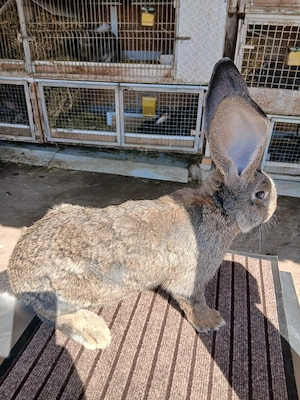 mascul uriaș german 3,5 luni vaccinat și deparazitat disponibil  - imagine 4