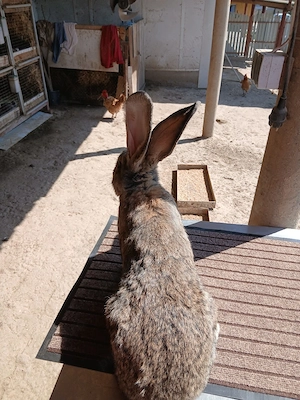 mascul uriaș german 3,5 luni vaccinat și deparazitat disponibil  - imagine 5