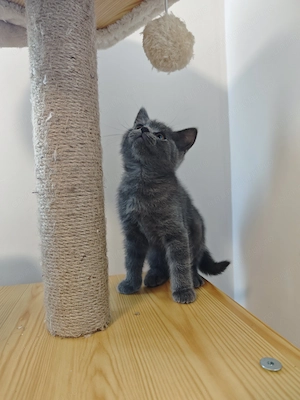Pisoi british shorthair 