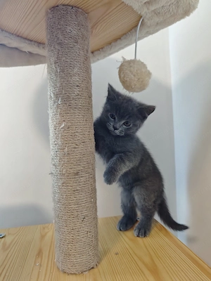 Pisoi british shorthair  - imagine 4