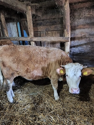 Juninca baltata 1an si 3 luni - imagine 2