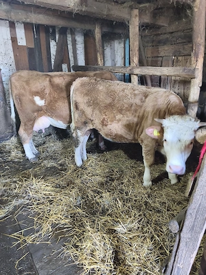 Juninca baltata 1an si 3 luni