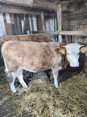 Juninca baltata 1an si 3 luni - imagine 4