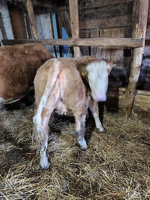 Juninca baltata 1an si 3 luni - imagine 3