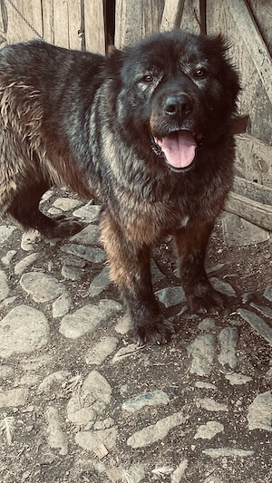 Femela ciobanesc 2 ani