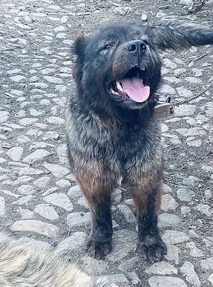 Femela ciobanesc 2 ani - imagine 2