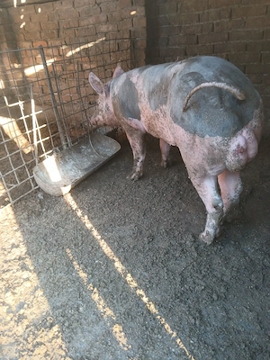 vier pietrain belgian rasa pură.  - imagine 2