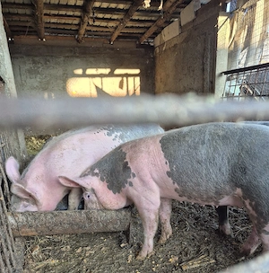 scrofite pt reproducere  - imagine 2