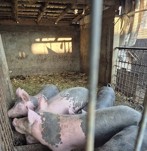 scrofite pt reproducere  - imagine 3