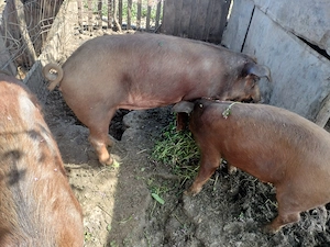 Scroafa duroc 