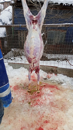 Porci de casa rasa de carne