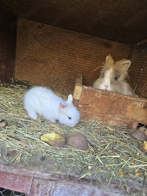 vand iepurasi cap de leu  - imagine 2