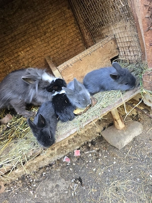 vand iepurasi cap de leu 