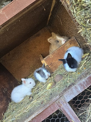 vand iepurasi cap de leu  - imagine 4