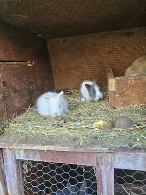 vand iepurasi cap de leu  - imagine 3