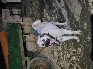 Mascul 11 luni  - imagine 3