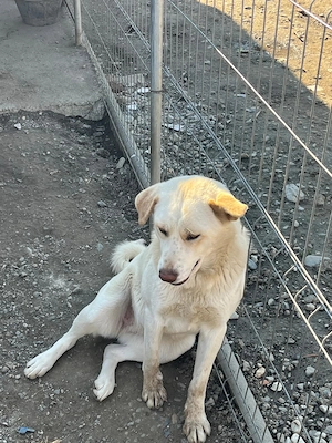 Dau spre adopte cățelușa 1 an jumate . Mama Akita tatăl metis. Cu contract de adopție . O iubesc foa - imagine 2