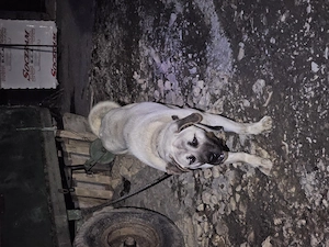 Mascul 11 luni  - imagine 4