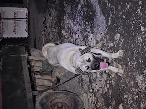 Mascul 11 luni  - imagine 5