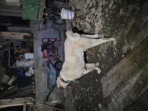 Mascul 11 luni  - imagine 2