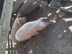 Porci de vanzare