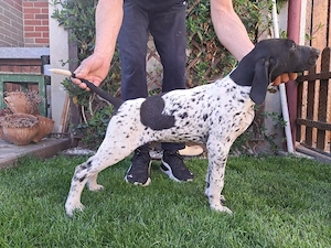 Brac german cu par scurt 