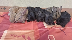 vând iepuri  - imagine 2