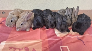 vând iepuri  - imagine 3