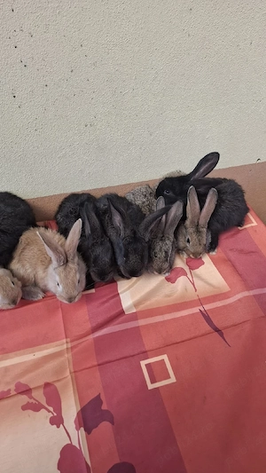 vând iepuri  - imagine 5