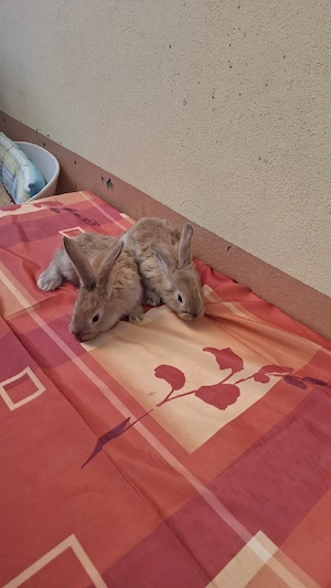 vând iepuri  - imagine 4