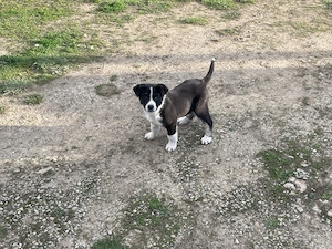 Vând cățelușe de rasa Ciobăneasc de Bucovina  - imagine 2