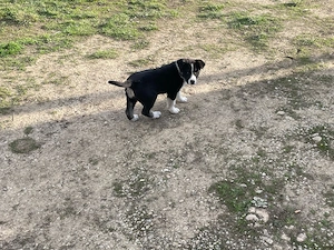 Vând cățelușe de rasa Ciobăneasc de Bucovina  - imagine 5