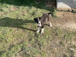 Vând cățelușe de rasa Ciobăneasc de Bucovina  - imagine 3