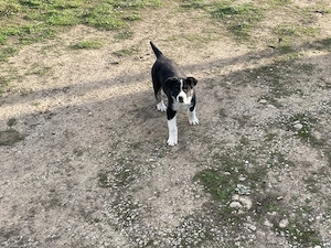 Vând cățelușe de rasa Ciobăneasc de Bucovina  - imagine 4