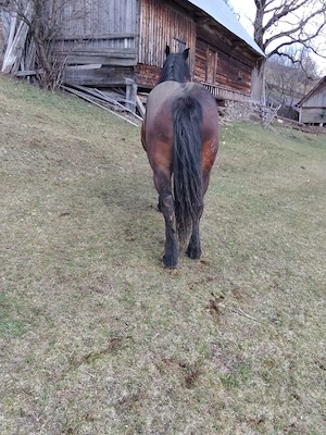 Vând mânză! - imagine 2