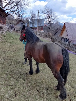 Vând mânză! - imagine 3