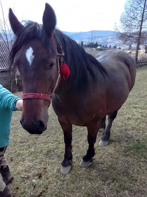 Vând mânză! - imagine 5