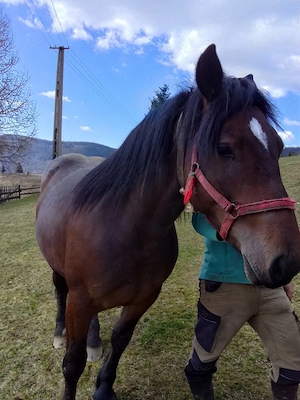 Vând mânză de  2 ani!