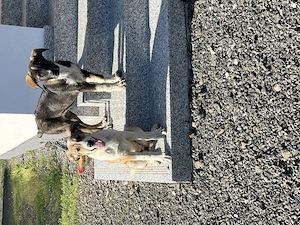 Donez doi catei mascul si femela - imagine 3